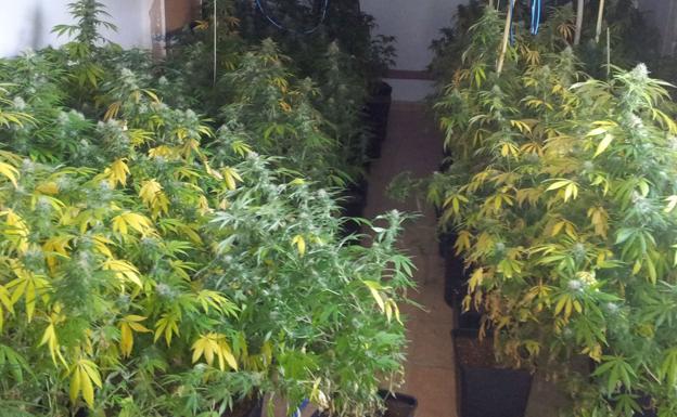 Plantación de marihuana (archivo).