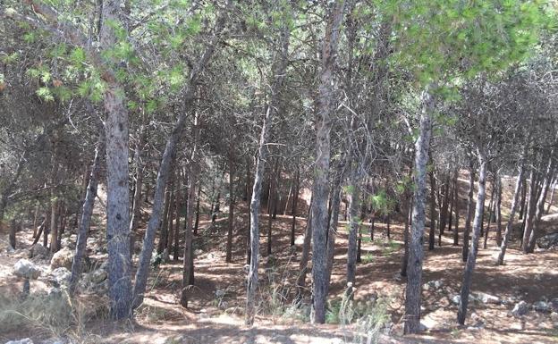 En el interior del parque hay decenas de pinos que se hacen competencia entre ellos, lo que causa que se sequen multitud de ramas y sería peligroso en caso de incendio./Pilar R. Quirós