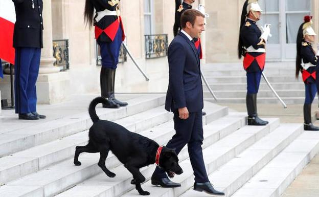 Macron desciende la escalinata del Elíseo con 'Nemo', recién llegado al palacio presidencial.