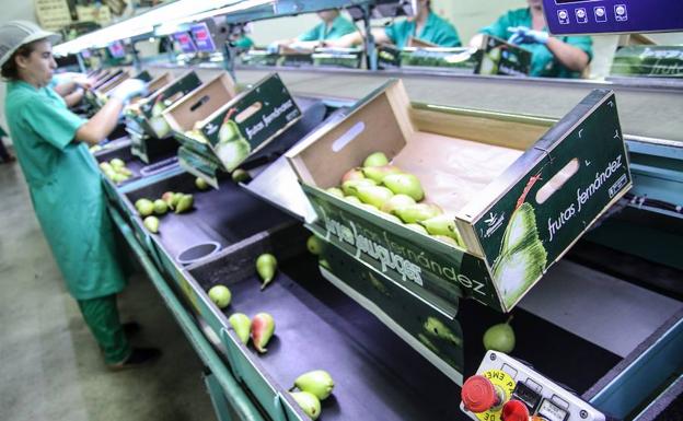 Trabajadoras en la línea de manipulado de fruta.