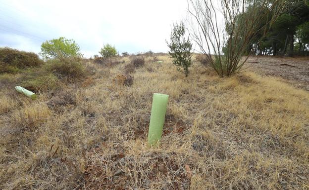 La práctica totalidad de los pinos que se plantaron hace un año en Monte Victoria se han perdido. /Fernando González