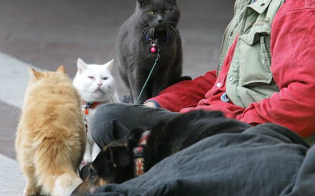 Nerja modificará su ordenanza para multar el uso de animales para la mendicidad
