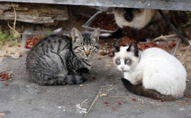 Piden cárcel para dos personas por envenenar a los ocho gatos de su vecina en Málaga