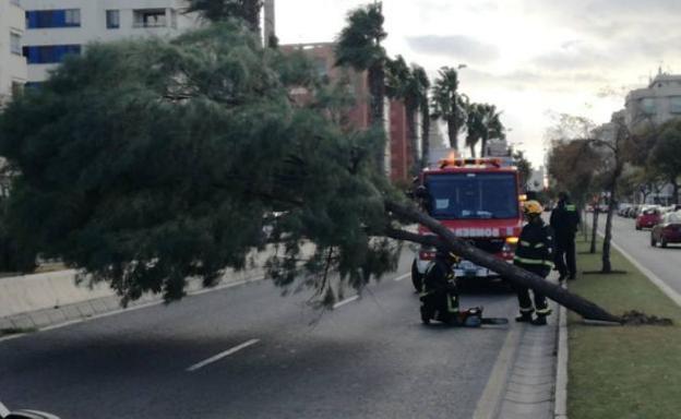 Bomberos retiran el árbol caído ayer en calle Pacífico./A. Gutiérrez