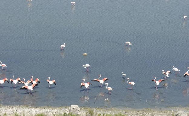 Flamencos en la Laguna de Fuente de Piedra.