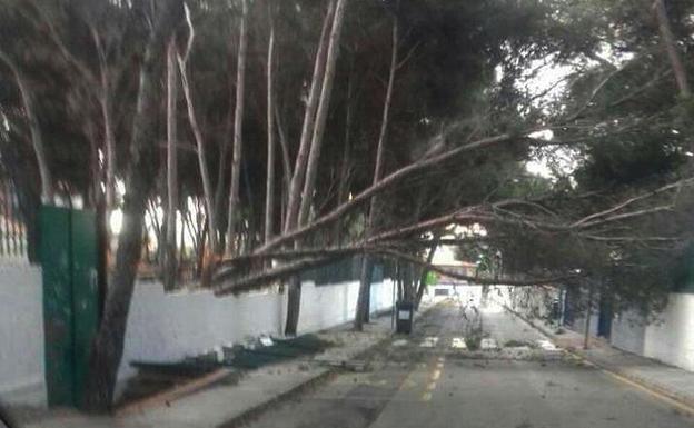 El pino, situado en el interior del instituto, cayó sobre la puerta de entrada de Infantil del colegio. /