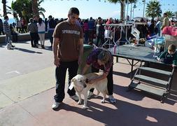 Participaron mascotas de varias provincias. ::Eugenio Cabezas/