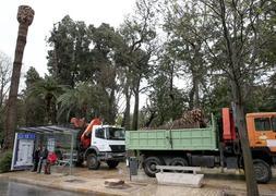 Una grúa retira una de las palmeras afectadas.:: Salvador Salas/