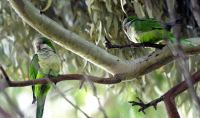 Los 'okupas' verdes