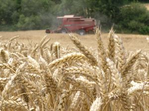 DÉFICIT. La utilización de vegetales para producir combustibles ecológicos ha disminuido la oferta y, por ende, disparado los precios. / SUR/