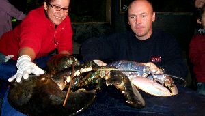 TAMAÑO. Dos especialistas del acuario Sea Life muestran las diferencias entre 'Tijeritas' y un ejemplar de bogavante de 700 gramos./