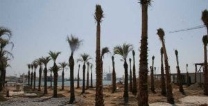 Las palmeras crearán sombra y enmarcarán varias zonas de jardines y plazas. / ÁLEX LOBERA/
