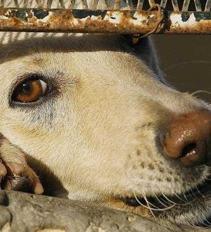 Muchos animales acaban en protectoras a la espera de ser adoptados. ::
FOTO DE ARCHIVO/