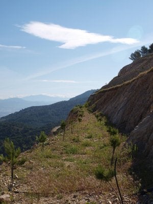 El plan de reforestación ya contemplan nuevas plantaciones. :: M. C. J./