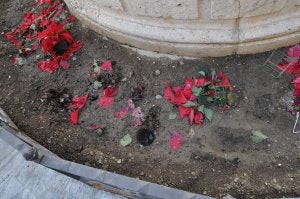 El Ayuntamiento renuncia a reponer las plantas sustraídas convencido de que volverán a ser robadas. ::
A. P./