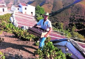 El 95% de la producción de las pasas de Málaga se concentra en la comarca de la Axarquía. :: A. Peláez/