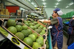 Reyes Gutiérrez, que tiene su sede en Vélez, exporta 12.500 toneladas de frutas al año. :: SUR/