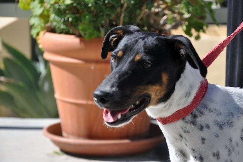 Perros y gatos buscan casa en Málaga - #adoptaMLG - diariosur.es