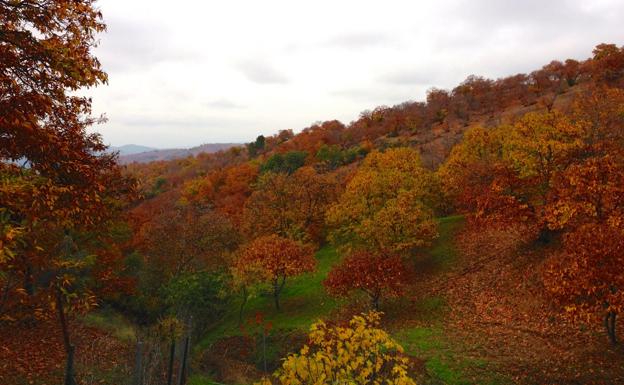 Tiempo de setas en la Serranía de Ronda
