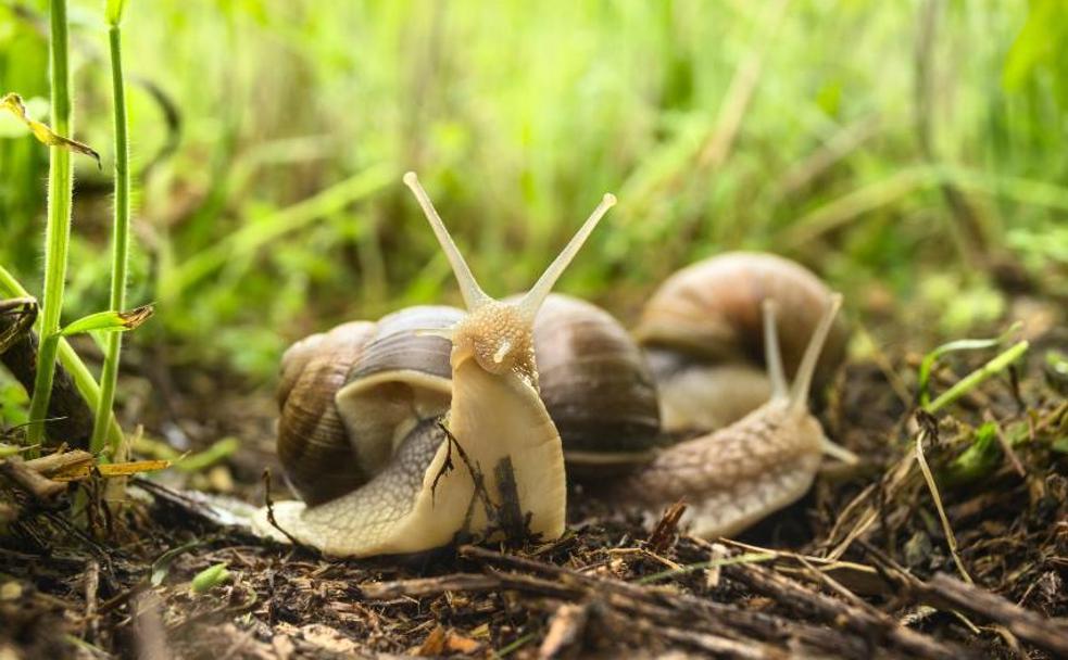 Los negocios del caracol en Málaga