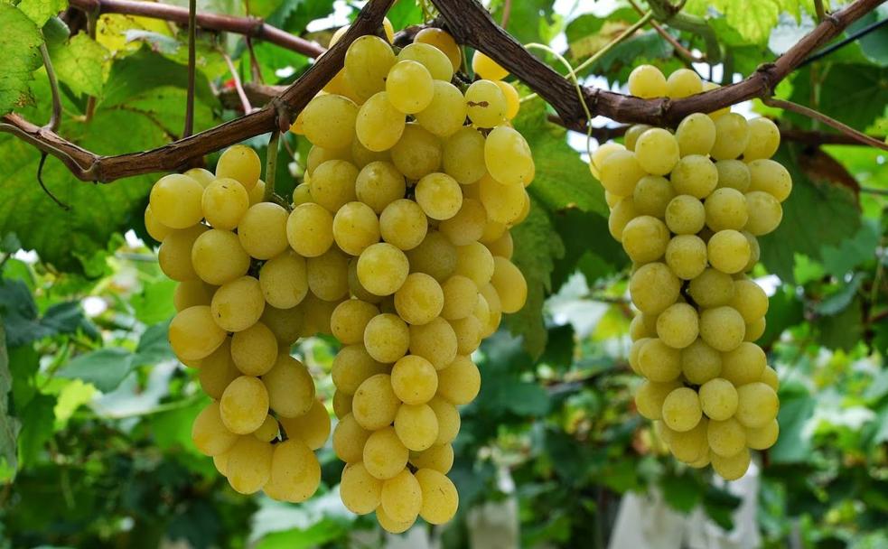 Frutas con sabor a verano en Málaga (y dónde comprarlas)