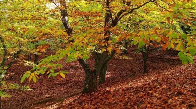 Ruta gastronómica: El goloso otoño del Genal