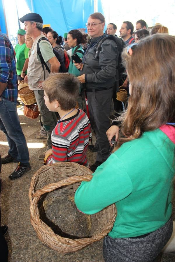 Setas y pitufos en Júzcar