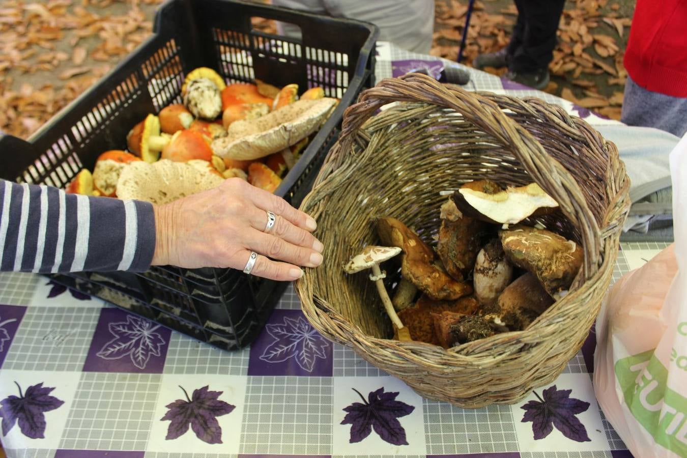 Setas y pitufos en Júzcar