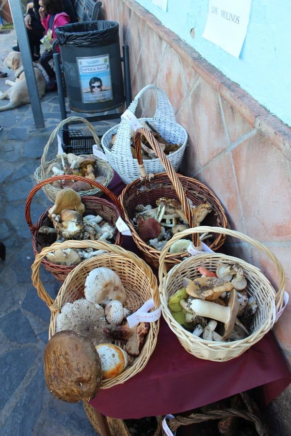 Setas y pitufos en Júzcar
