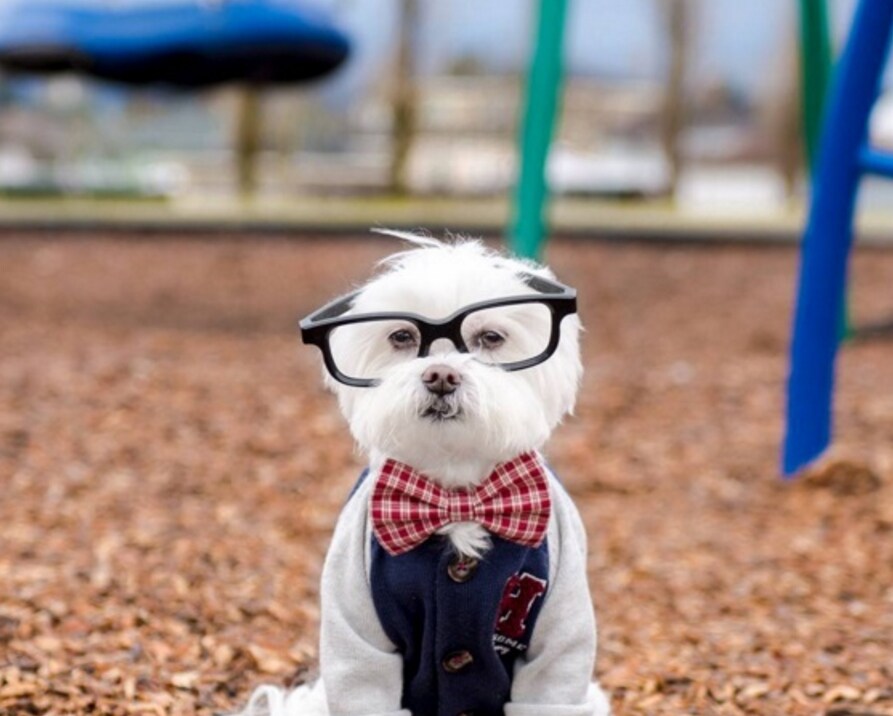 Toby El Perro Hipster De Instagram Diariosures