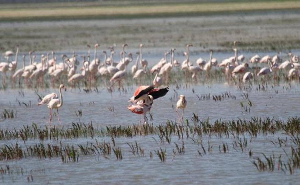 Africa or southern Spain? Later in the year flamingos make Doñana reminiscent of the expansive lakes of east Africa../SUR