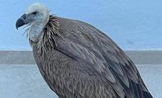 Griffon vulture rescued by firefighters and police in Nueva Andalucía