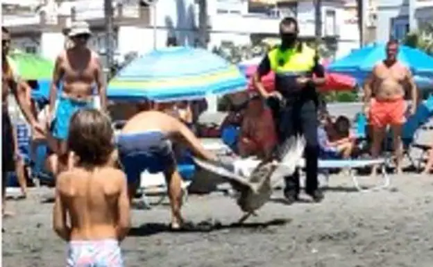 Video | Wild goose chase on a Costa beach