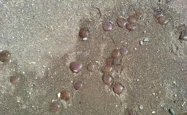 Jellyfish alert on the beaches of the Costa del Sol, but particularly near Nerja