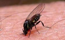Spanish experts warn of 'plague' of black flies after the heat wave