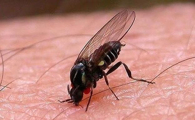 Spanish experts warn of 'plague' of black flies after the heat wave
