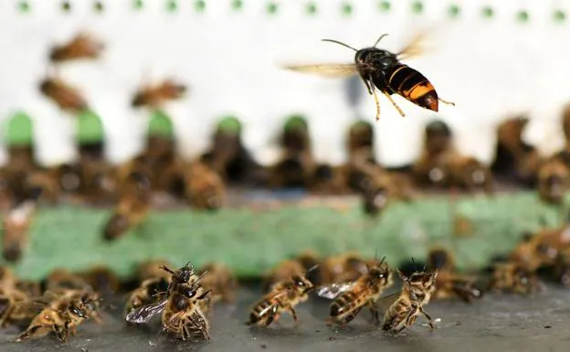 Experts warn of increase in 'aggressive' wasp numbers in Spain