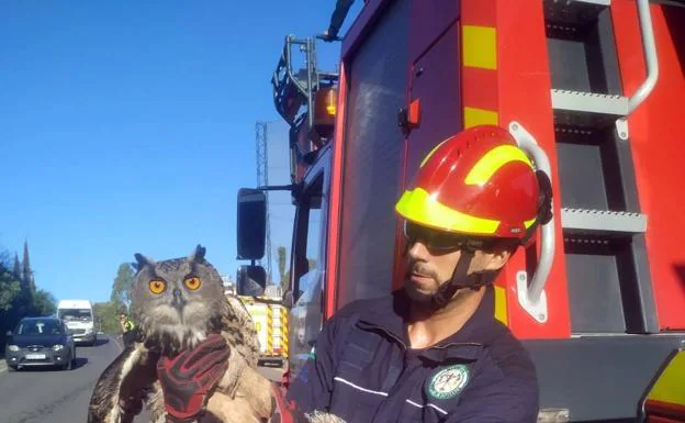 Firefighters have rescued an eagle owl. /