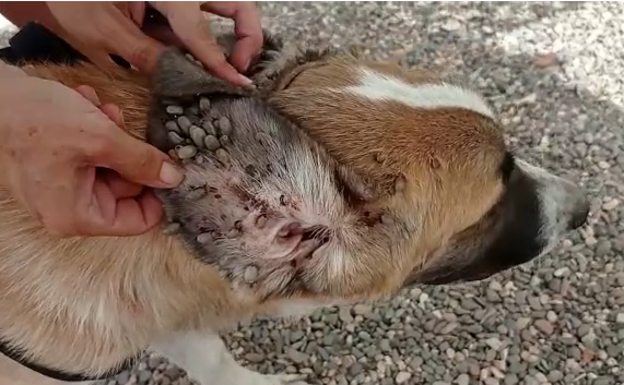 Owners investigated after dogs are found living in 'deplorable' conditions