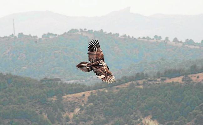 The spectacular recovery of the bearded vulture