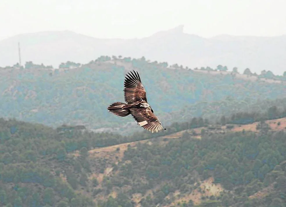 The spectacular recovery of the bearded vulture