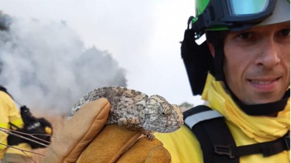 A firefighter with a chameleon resed from the blaze. 