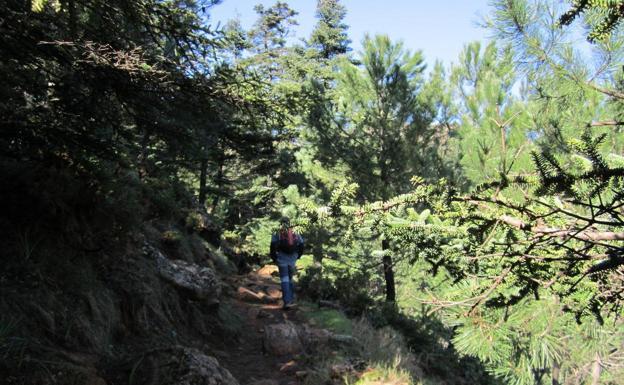 Rare pinsapo trees 'continue to be a green island within the general black of the Sierra Bermeja'