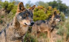 Hunting wolves to be banned across the whole of Spain from tomorrow