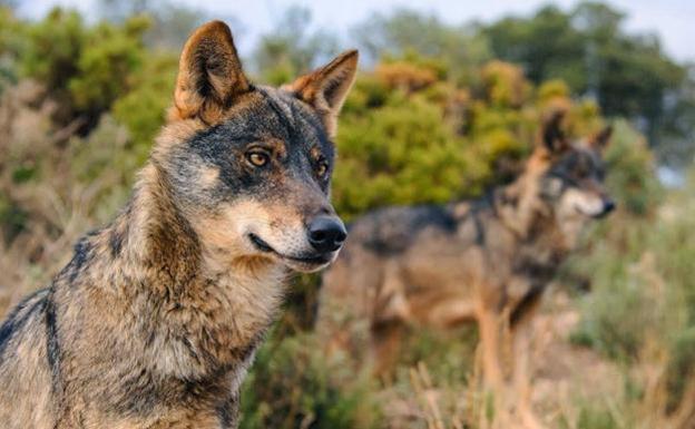 Hunting wolves to be banned across the whole of Spain from tomorrow