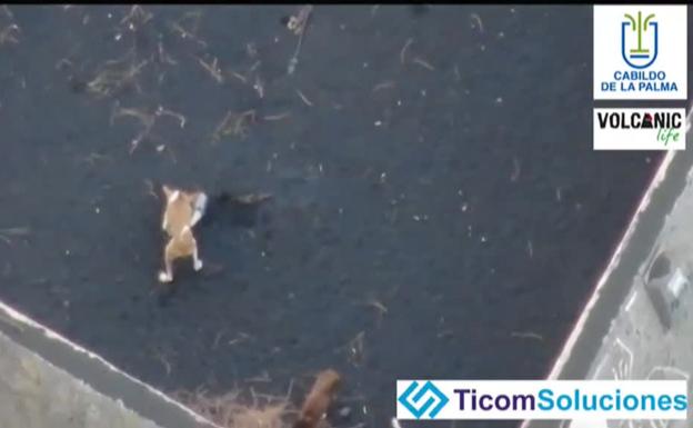 Drones deliver food and water to stranded dogs on La Palma