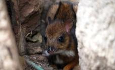 Video | A mouse-deer, the smallest hoofed mammal in the world, is born at Bioparc Fuengirola