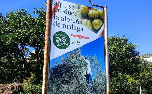 Tapas with Aloreñas: the 'little apples' from Malaga