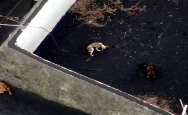 Video | Mystery as no sign of dogs trapped by lava on La Palma, but rescue drones find a message instead