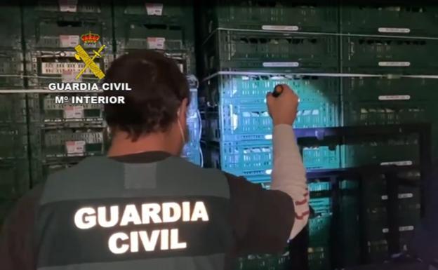 Video | Police smash gang that trafficked drugs hidden among cauliflowers